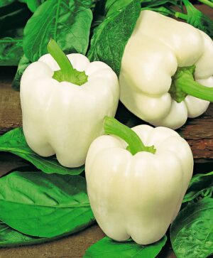 PEPPER WHITE 1KG