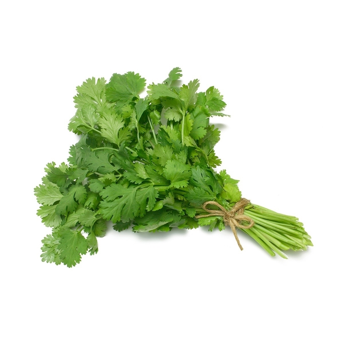 CORIANDER BUNCH