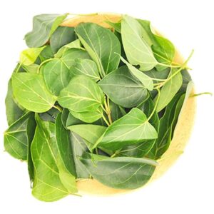 KURINJA LEAVES BUNCH